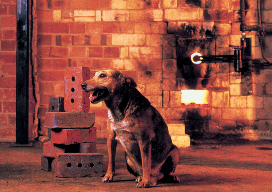 Dog andf Fireplace